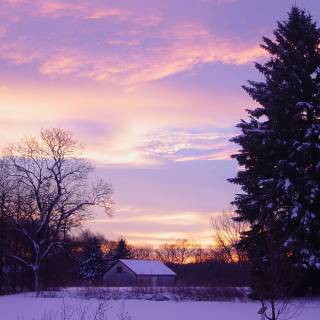 Sunset winter trees wallpaper