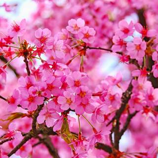 5k spring flowers wallpaper