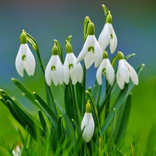 5k spring flowers wallpaper