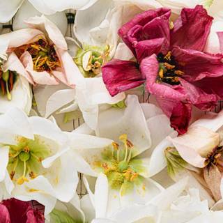 5k spring flowers wallpaper