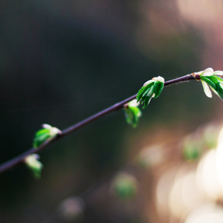 Minimalist spring 2560x1440 wallpaper