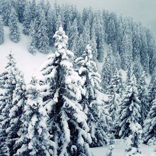 Winter trees and snow wallpaper