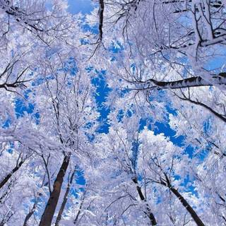Winter trees and snow wallpaper
