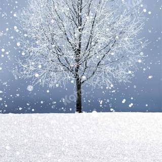 Winter trees and snow wallpaper