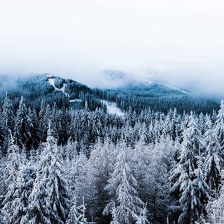 Winter trees and snow wallpaper
