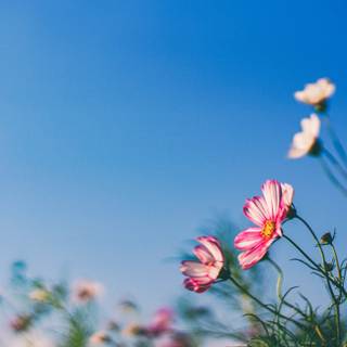 5k spring flowers wallpaper