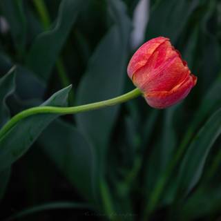 5k spring flowers wallpaper