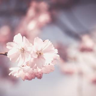5k spring flowers wallpaper