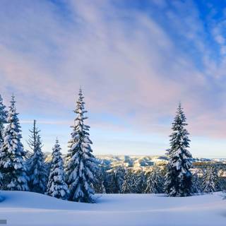 Winter trees and snow wallpaper