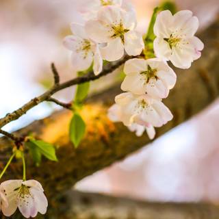 5k spring flowers wallpaper