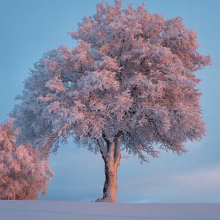 Winter trees and snow wallpaper