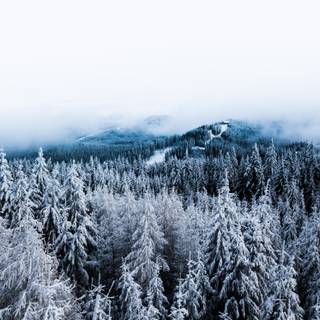 Winter trees and snow wallpaper