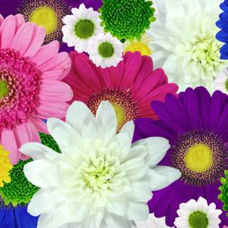 5k spring flowers wallpaper