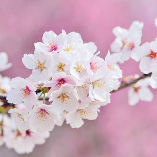 5k spring flowers wallpaper