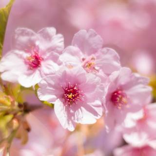 5k spring flowers wallpaper