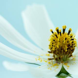 Minimalist spring 2560x1440 wallpaper