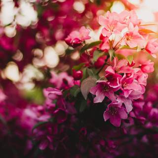 5k spring flowers wallpaper