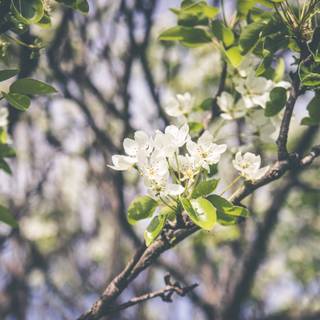 5k spring flowers wallpaper