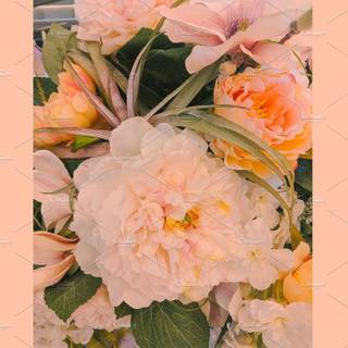 Fashion phone wallpaper