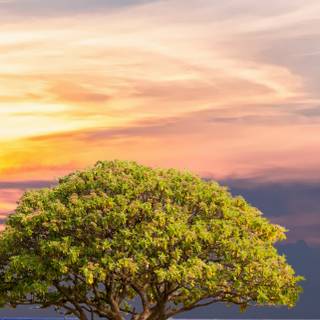 iPhone 13 Pro Max nature wallpaper