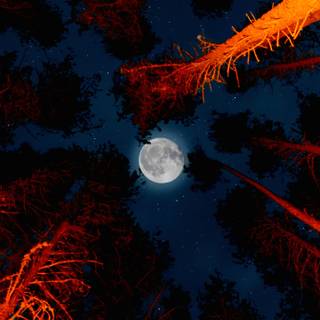 Moon night iPhone wallpaper
