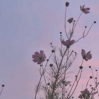 Korean scenery wallpaper