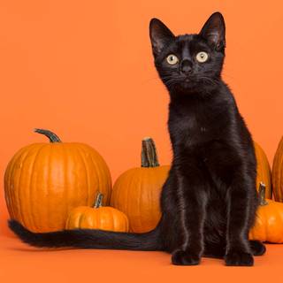 Black and orange desktop wallpaper