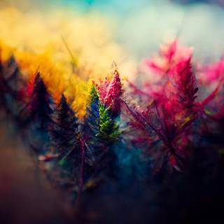 Psychedelic forest wallpaper