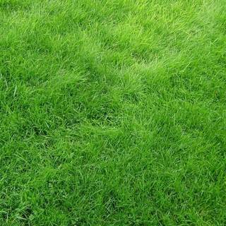 iPhone grass wallpaper