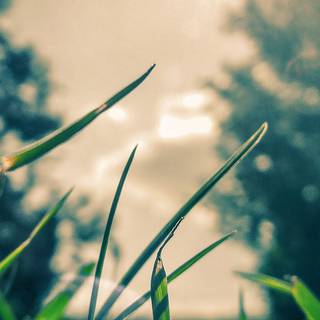 iPhone grass wallpaper