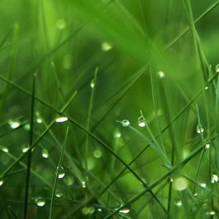 iPhone grass wallpaper