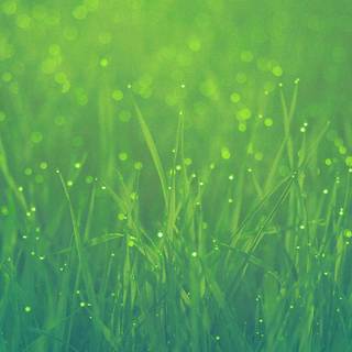iPhone grass wallpaper