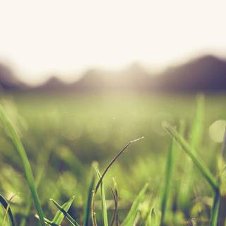 iPhone grass wallpaper