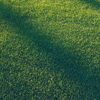 iPhone grass wallpaper
