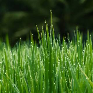 iPhone grass wallpaper