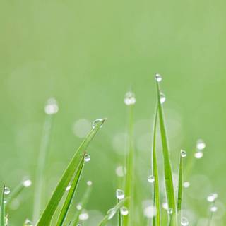 iPhone grass wallpaper