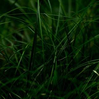 iPhone grass wallpaper