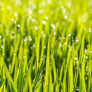 iPhone grass wallpaper