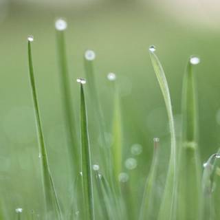 iPhone grass wallpaper