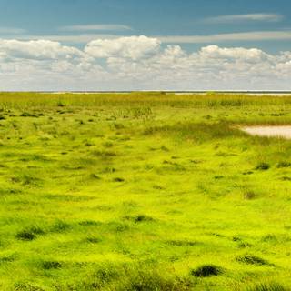 iPhone grass wallpaper