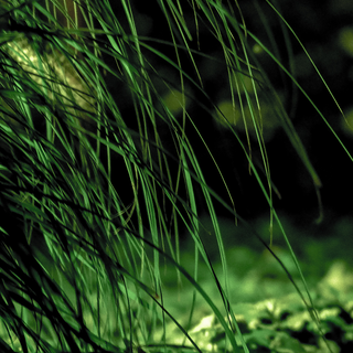 iPhone grass wallpaper