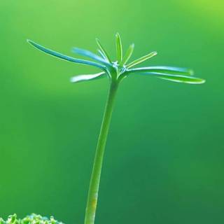 iPhone grass wallpaper