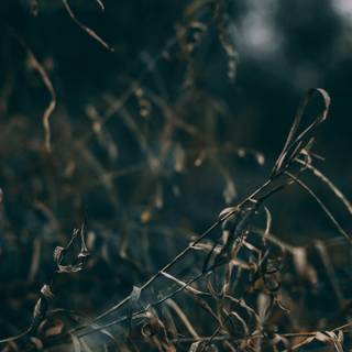 iPhone grass wallpaper