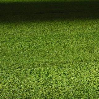 iPhone grass wallpaper