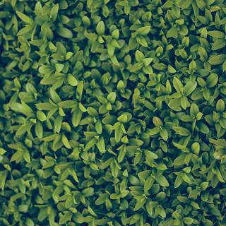 iPhone grass wallpaper