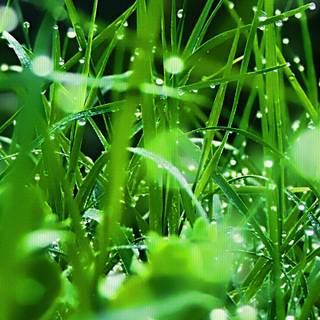 iPhone grass wallpaper