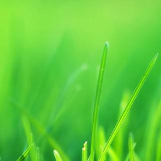 iPhone grass wallpaper