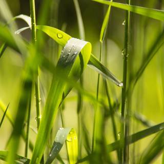 iPhone grass wallpaper