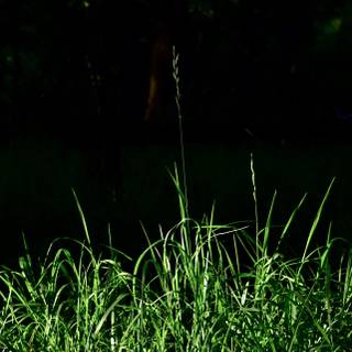 iPhone grass wallpaper