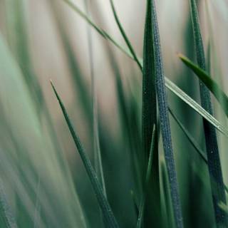 iPhone grass wallpaper